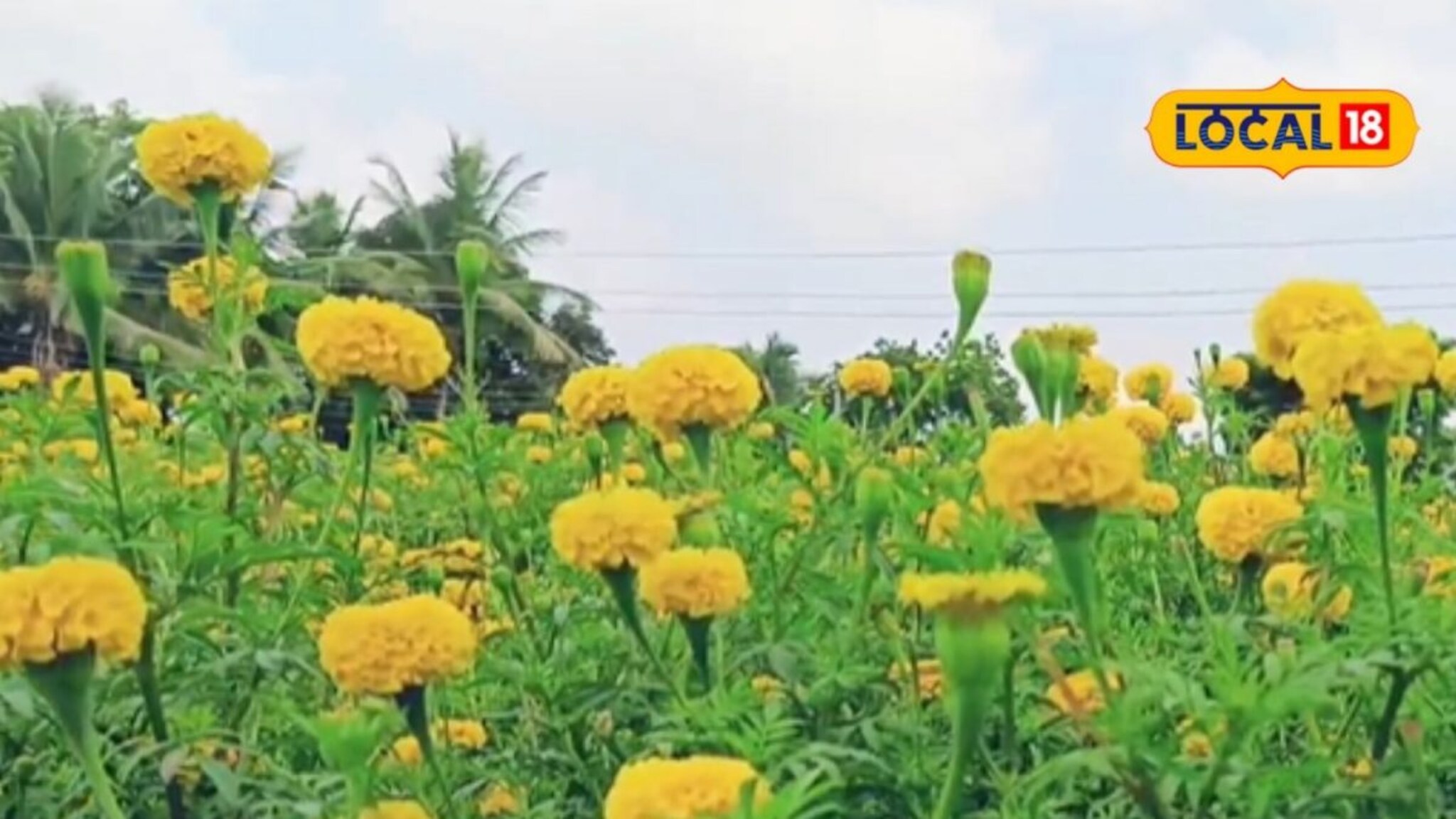 घरी फक्त एक एकर शेती, तरुण शेतकऱ्यानं केला झेंडूचा प्रयोग, कमाई 5 लाख