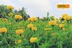 घरी फक्त एक एकर शेती, तरुण शेतकऱ्यानं केला झेंडूचा प्रयोग, कमाई 5 लाख