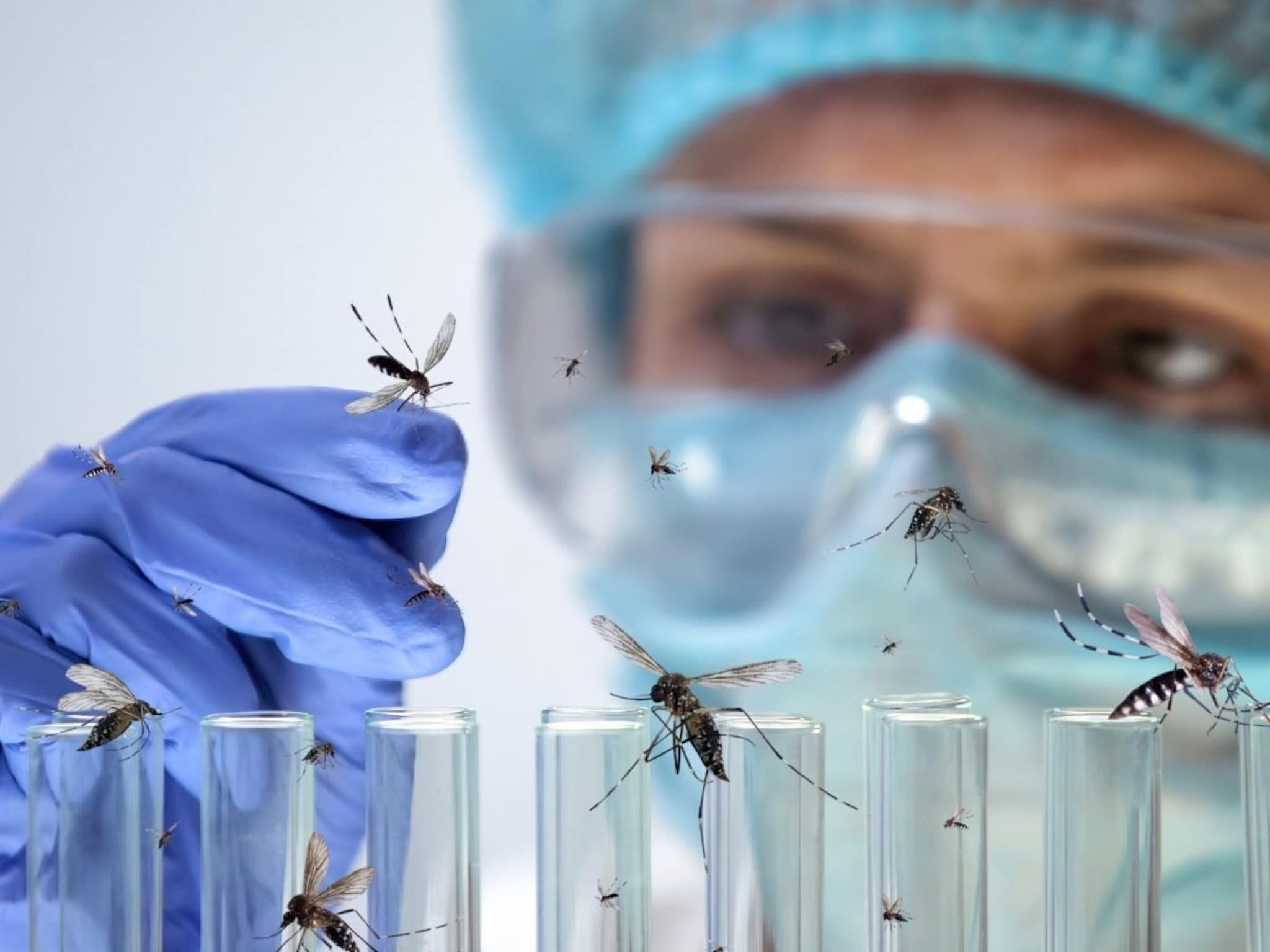 डासांची फॅक्ट्री! कारखान्यात तयार केले जात आहेत डास, पण का? त्याचं करणार काय?