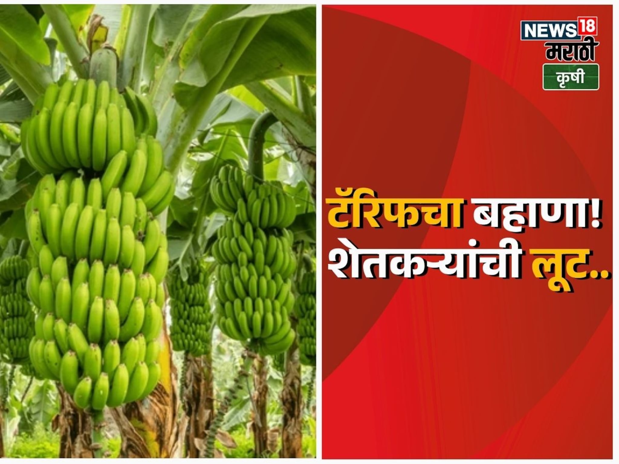 टॅरिफच्या नावाखाली व्यापाऱ्यांकडून केळी उत्पादक शेतकऱ्यांची लूट!