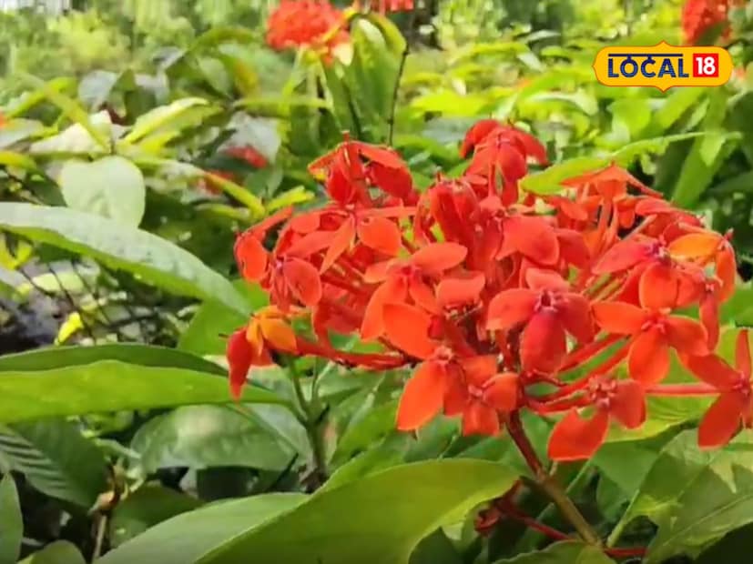 छत्रपती संभाजीनगरच्या लिंक रोडवरील गोलवाडी परिसरात श्रीसंत सावता नावाची नर्सरी जितेंद्र माळी यांनी सुरू केली. ही नर्सरी हिरालाल बिंद हे गेल्या 10 वर्षांपासून चालवण्याचे काम करत आहेत.