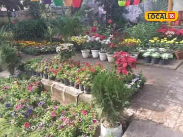 डोंगराळ शेतीत सतत अपयश, शेतकऱ्याने अशी लढवली शक्कल, आता लाखात कमाई