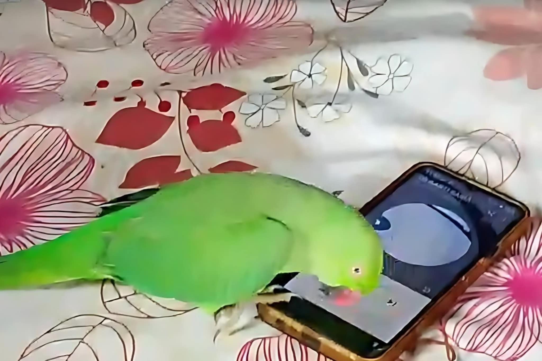 माणसासारखा बोलणारा पोपट आता मोबाईलही वापरतो, चोचीने कसा चालवतो फोन पाहा VIDEO