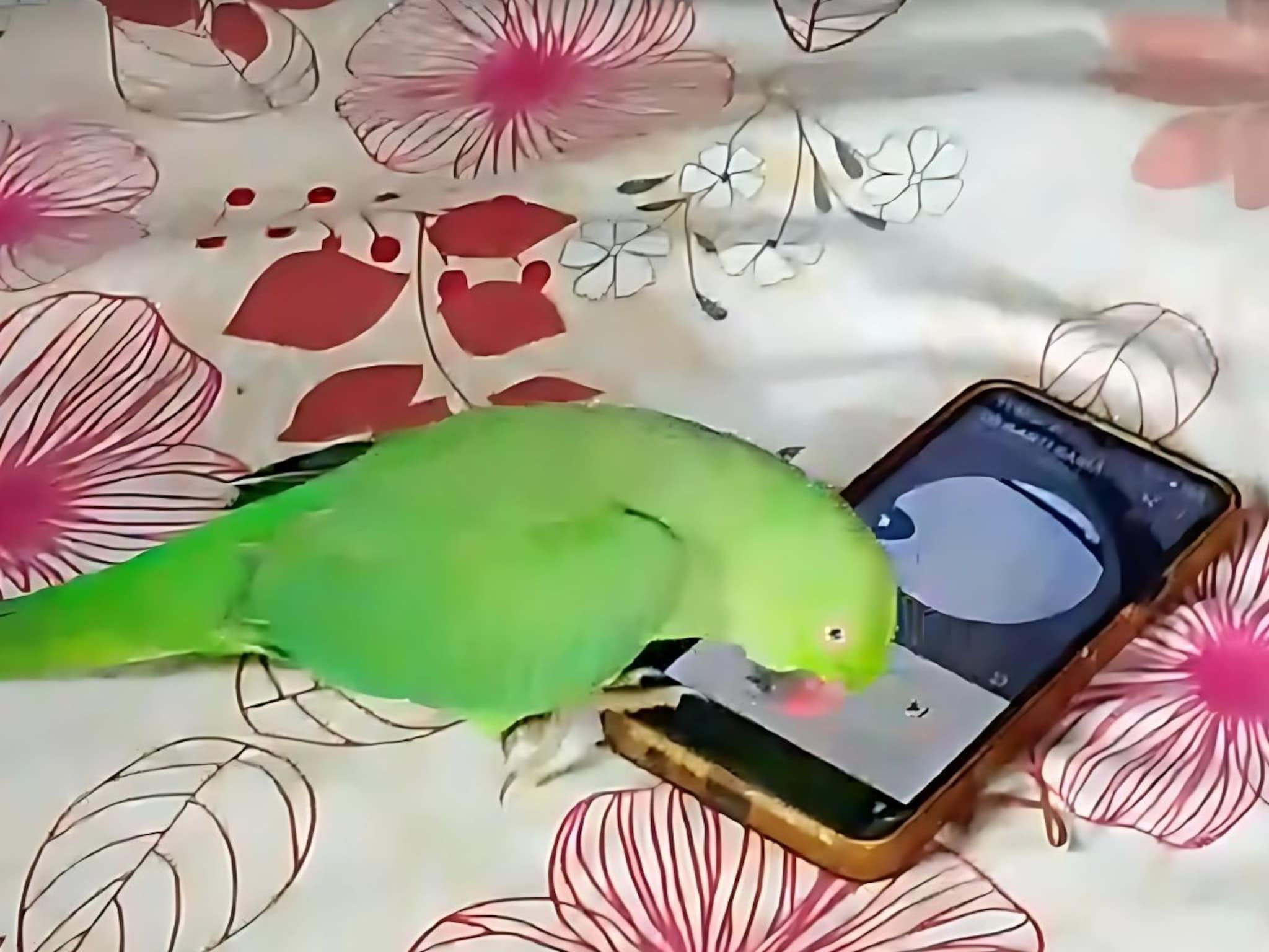 माणसासारखा बोलणारा पोपट आता मोबाईलही वापरतो, चोचीने कसा चालवतो फोन पाहा VIDEO