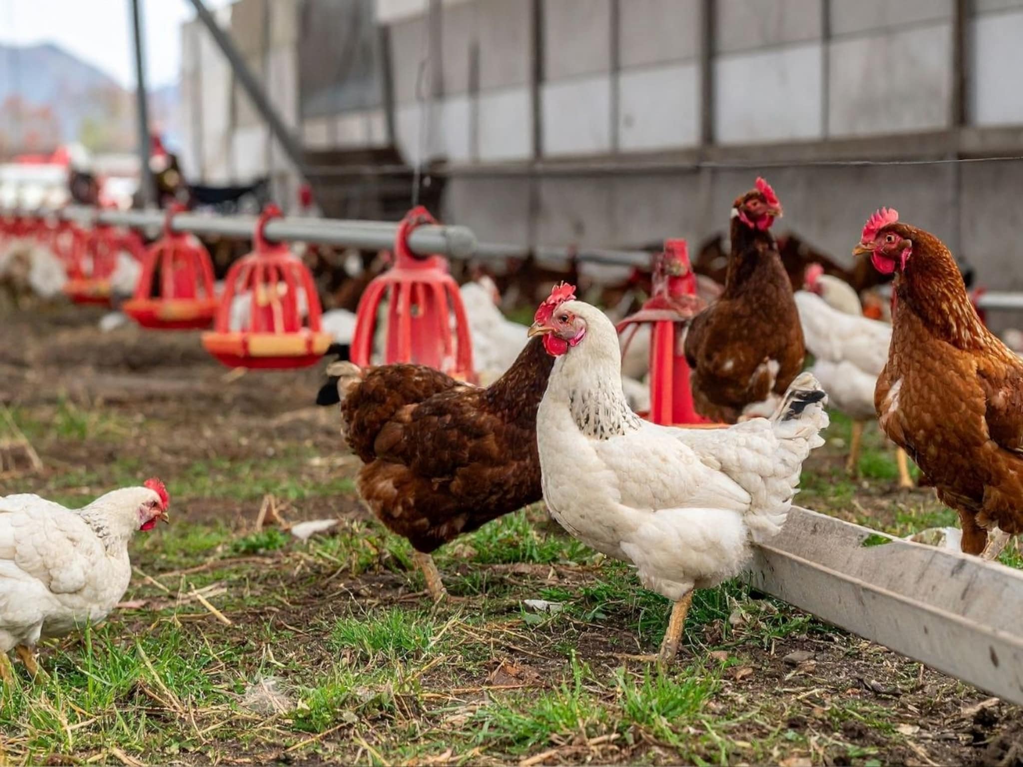गायब होत होत्या कोंबड्या, पोल्ट्री फार्मच्या बेसमेंटमधून रहस्यमयी आवाज, मालकाने उघडून पाहिलं आणि पुरता हादरला