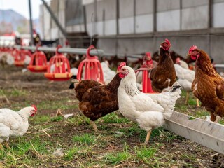 प्रतीकात्मक फोटो प्रतीकात्मक फोटो