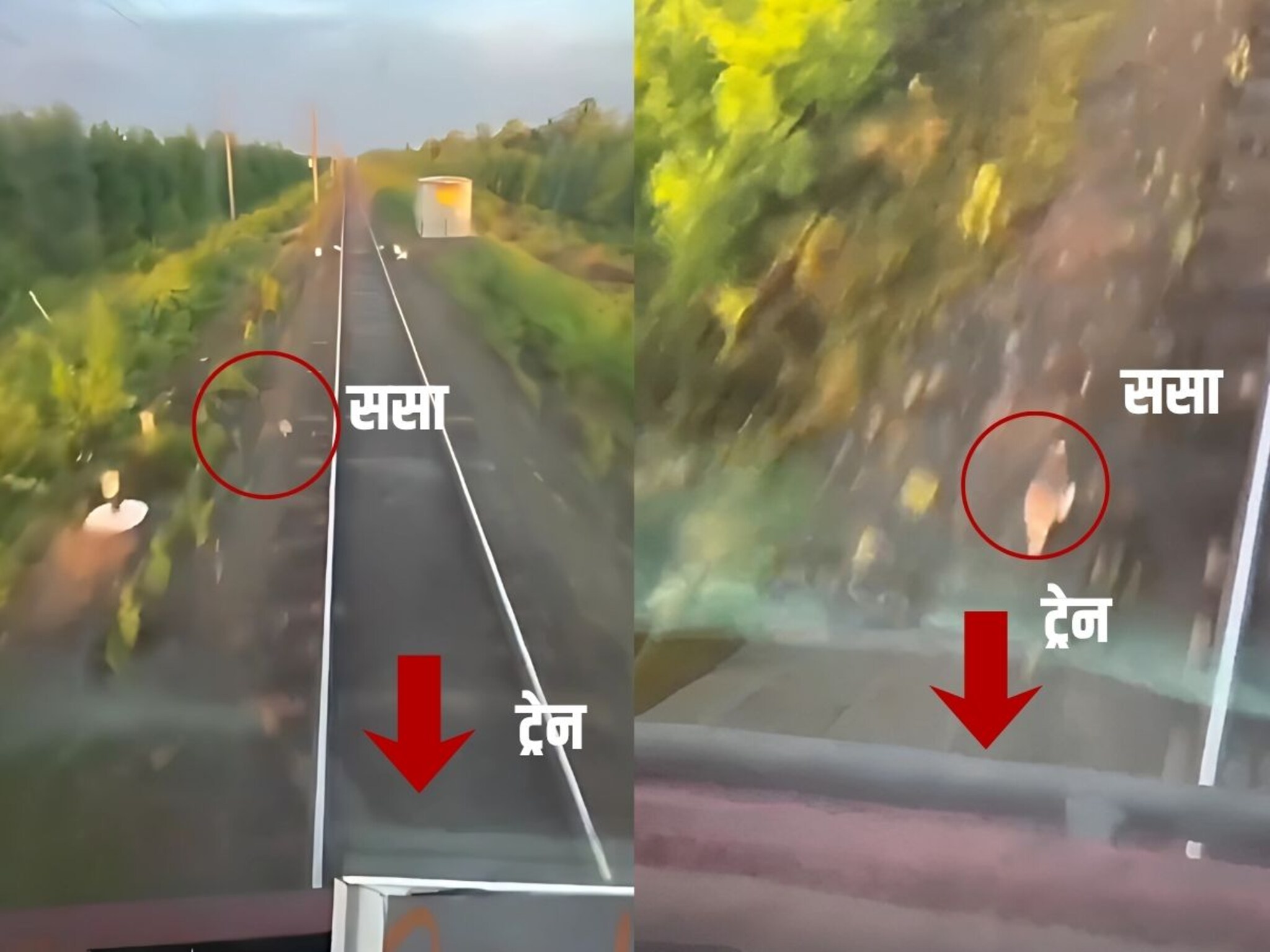 कासव आणि सशाची शर्यत झाली जुनी, आता सशाची ट्रेनसोबत रेस, जिंकलं कोण? Watch Video