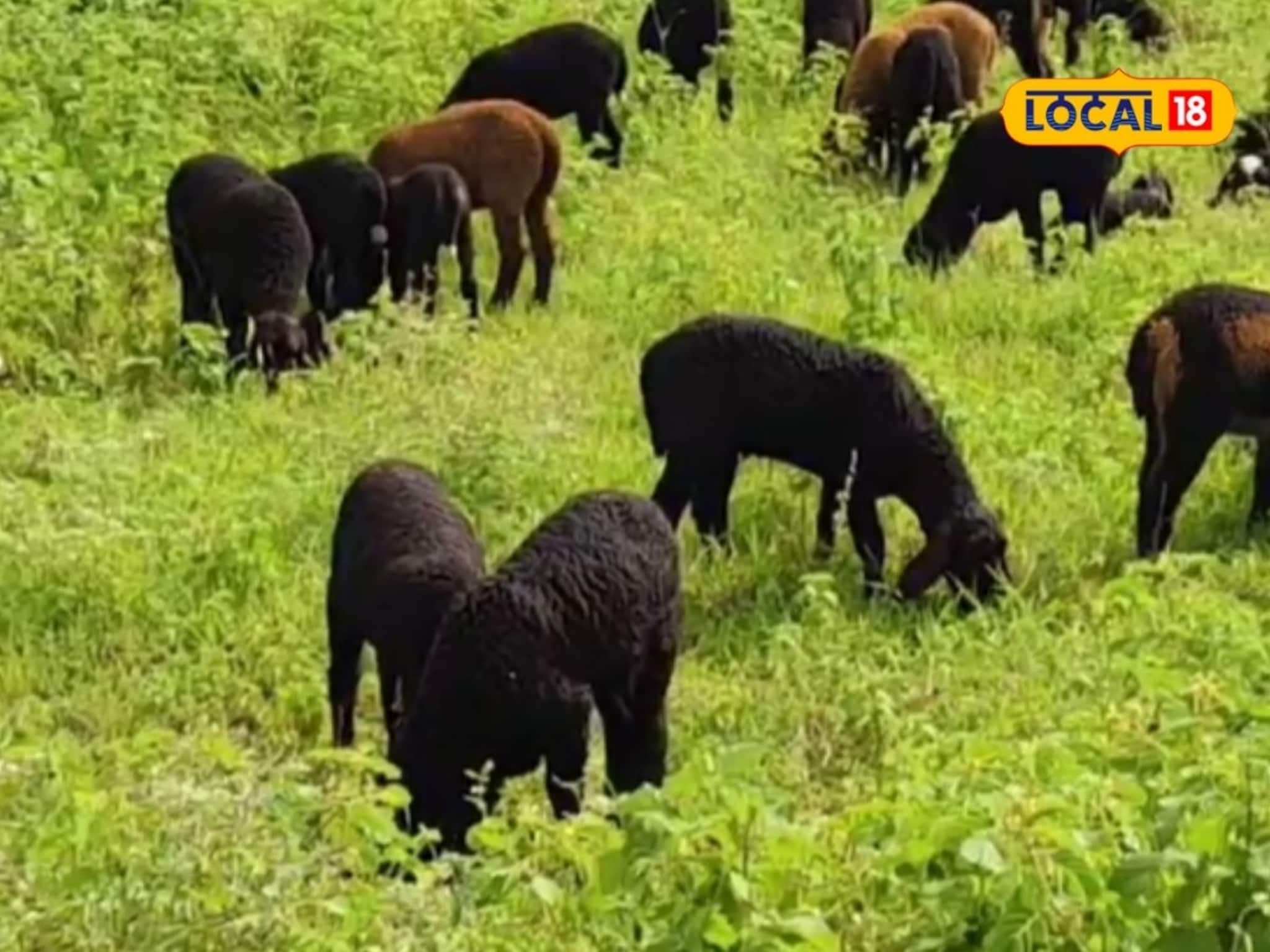 Success Story: मेंढी पालनाने केलं मालामाल, वर्षाला 15 लाखांची कमाई, कारभारी यांची यशोगाथा