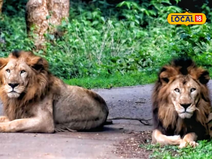 दिनांक 25 सप्टेंबर रोजी रात्री 8 वाजता शिवमोगा येथून प्राण्यांची जोडी वनपरिक्षेत्र अधिकारी नागेश बलेगर आणि पशुवैद्यक डॉ. मुरली मनोहर यांच्या देखरेखीखाली रवाना झाली होती. तब्बल दोन दिवसांच्या प्रवासानंतर आज 27 सप्टेंबर रोजी सकाळी 8 वाजता हे प्राणी सुरक्षितपणे सिद्धार्थ उद्यानात दाखल झाले.