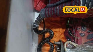 Dombivli: हृदयद्रावक! डोंबिवलीत भाची पाठोपाठ मावशीचाही मृत्यू, झोपेत असताना विषारी सापाने घेतला होता चावा Dombivli: हृदयद्रावक! डोंबिवलीत भाची पाठोपाठ मावशीचाही मृत्यू, झोपेत असताना विषारी सापाने घेतला होता चावा