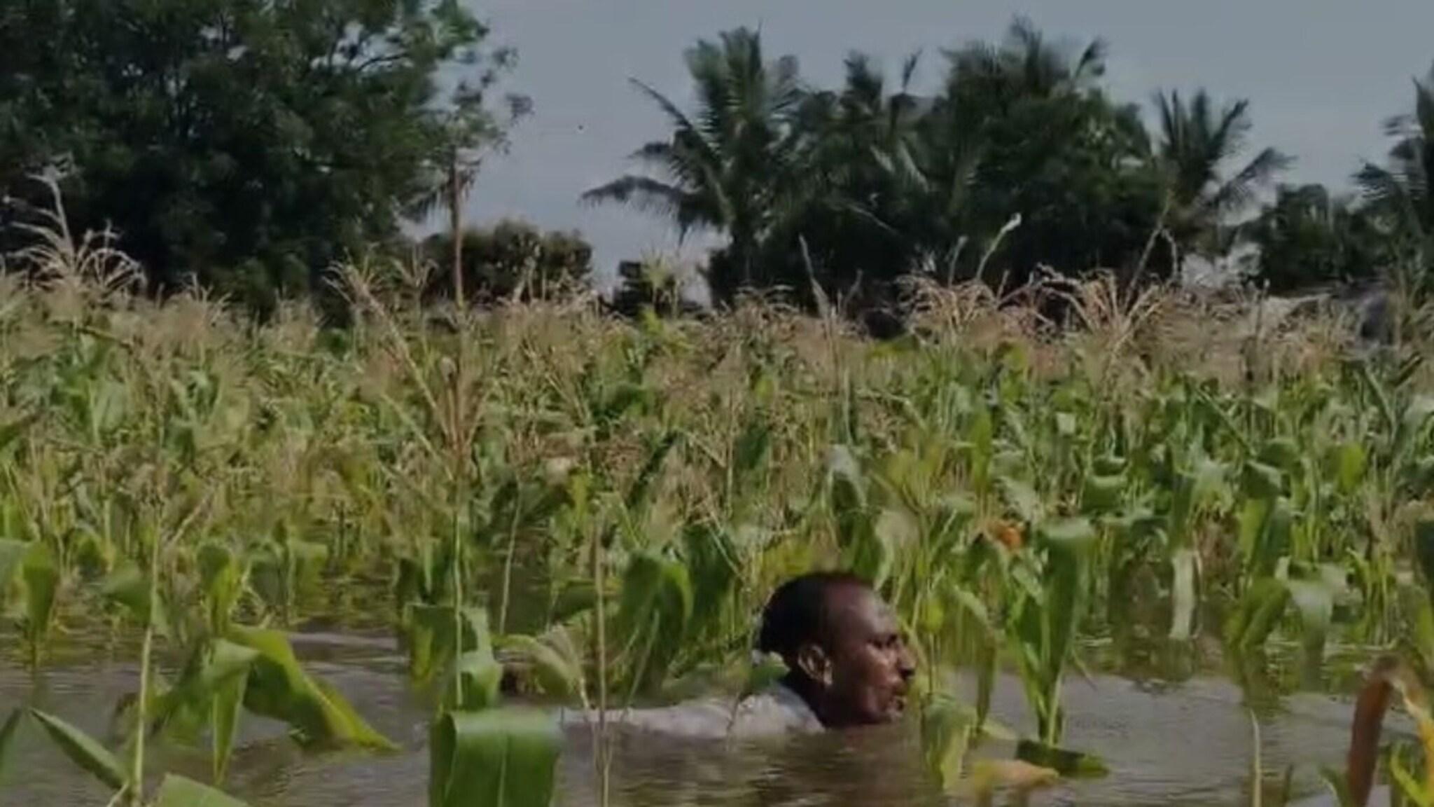शेत गेलं, घरंही बुडालं, गावात छाती एवढं पाणी; सोलापुरातलं भयानक दृश्य, बळीराजा र