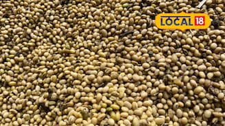 सोयाबीनच्या दरात पुन्हा मोठी वाढ, मका आणि कांद्याला आज काय मिळाला भाव? Video