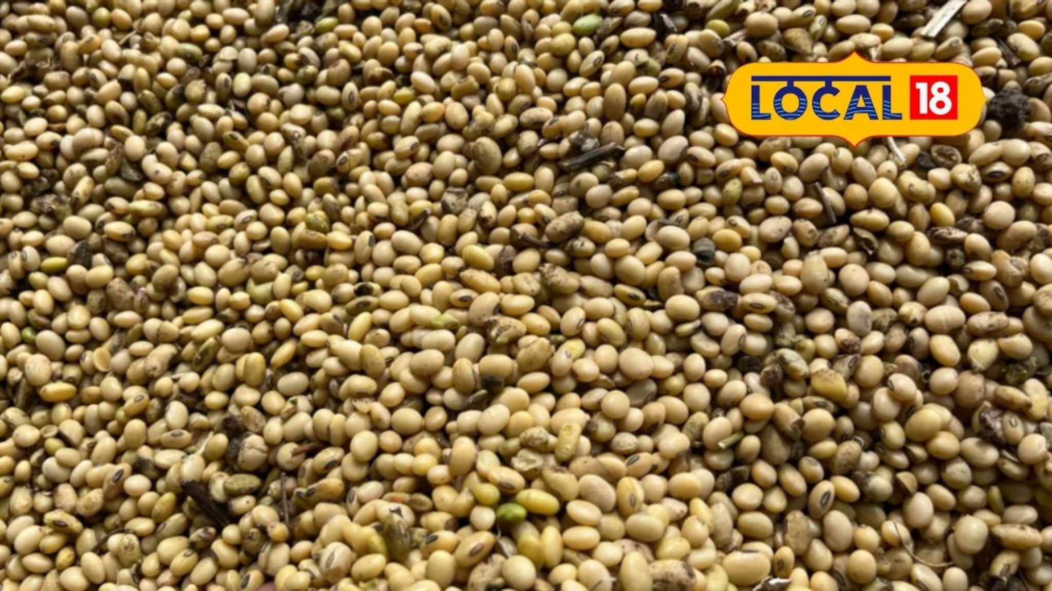 सोयाबीनच्या दरात पुन्हा मोठी वाढ, मका आणि कांद्याला आज काय मिळाला भाव? Video