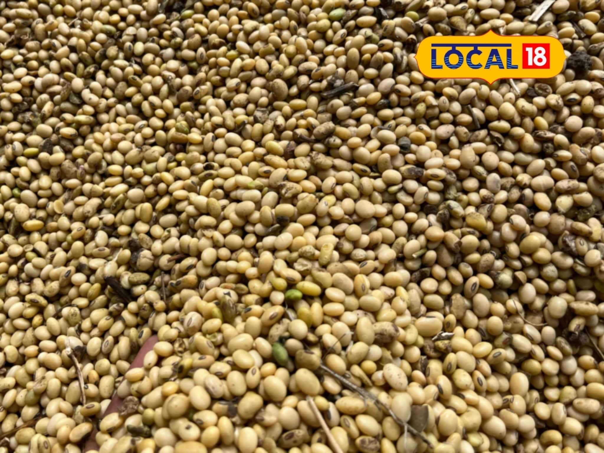 Krushi Market:  मक्याच्या दरात पुन्हा घसरण, सोयाबीन आणि कांद्याला आज काय मिळाला भाव?