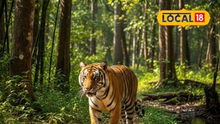 Sahyadri Tiger Reserve: सह्याद्री व्याघ्र प्रकल्पात होणार पाहुण्यांचं आगमन! पण, पर्यावरण मंत्रालयाने घातल्या अटी, वाचा कारण