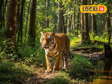 Sahyadri Tiger Reserve: सह्याद्री व्याघ्र प्रकल्पात होणार पाहुण्यांचं आगमन! पण, पर्यावरण मंत्रालयाने घातल्या अटी, वाचा कारण