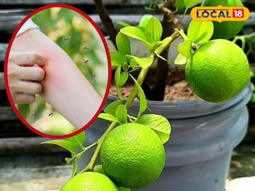 पावसाळ्यात डासांपासून मुक्तता मिळवण्यासाठी घरगुती उपाय..