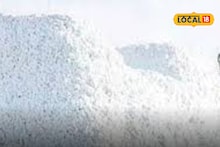 Cotton Purchase : कापूस खरेदीचा मुहूर्त ठरला, ई-पीक नोंदणी बंधनकारक, ऑनलाईन प्रक्रिया कशी?
