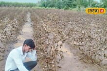Beed Flood : बैल घेण्यासाठी कर्ज काढलं, महापुराण सगळंच गेलं, आता कर्ज फेडायचं कसं, शेतकऱ्याच्या डोळ्यात अश्रू