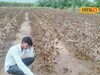 पांढऱ्या सोन्याची झाली माती, 5 एकर पिक झालं उद्ध्वस्त,शेतकऱ्याच्या डोळ्यात अश्रू