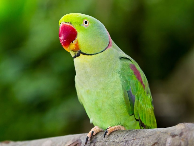 पक्षीशास्त्रज्ञांनी (Ornithologists) या वर्तनाचा अभ्यास करून तो डॉक्युमेंटही केला आहे. विशेष म्हणजे, हे नशेचे फळ खाल्ल्यानंतर पोपट कधीकधी असामान्य हालचाली करतात, उडण्यात थोडा गोंधळ होतो किंवा खेळकर वर्तन दिसून येतं.