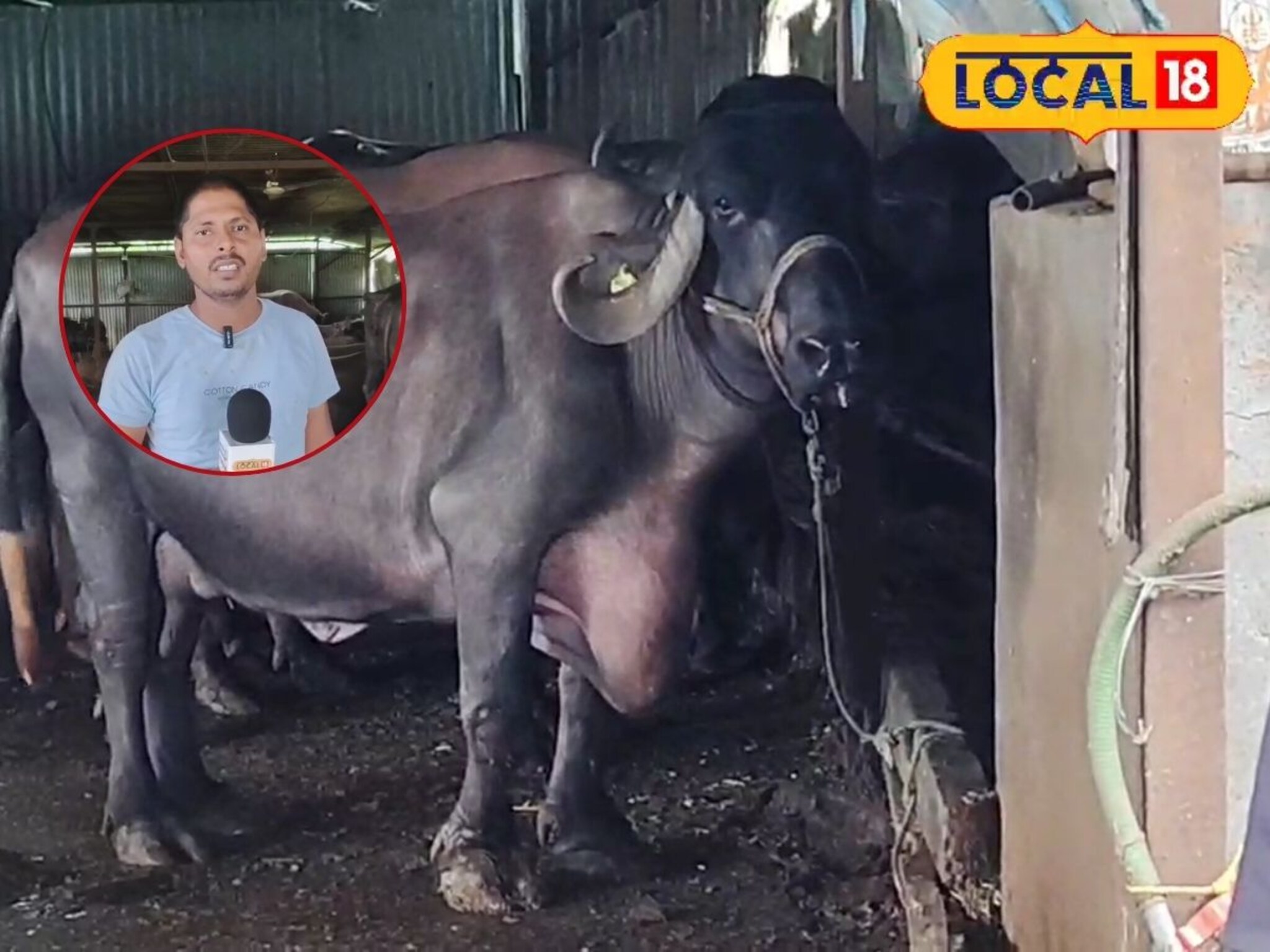 Farmer Success: शेतकऱ्यानं डोकं लावलं, पाळल्या जाफराबादी म्हशी, महिन्याची उलाढाल 2 लाख!