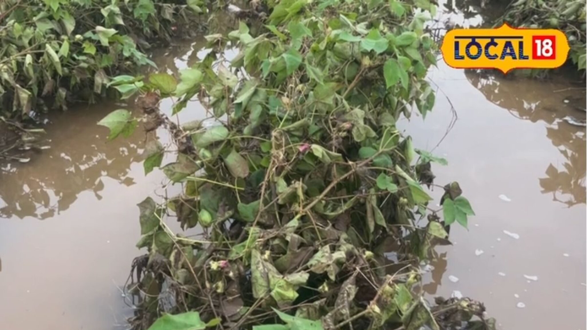 दिवाळीच्या स्वप्नांची होळी! अतिवृष्टीने नदी फुटली, 5 एकर कपाशी पाण्यात, Video