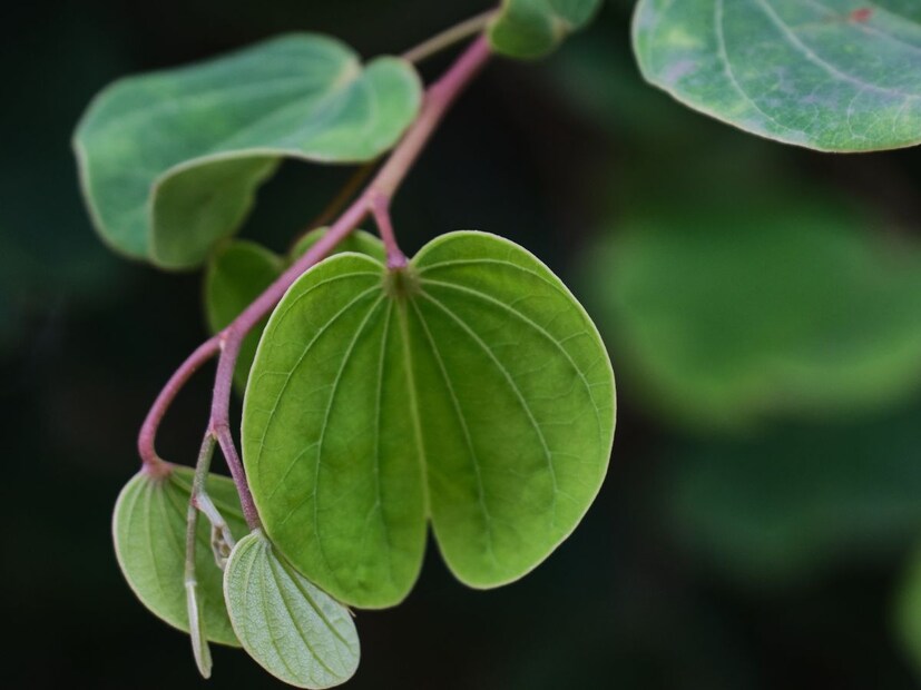 चमक आणि हिरवळ: आपट्याची पानं हिरवी आणि ताजी दिसतात, सुकल्यावरही त्यांची चमक टिकून राहते. यामुळे लोकांना ती सोन्यासारखी मौल्यवान वाटतात.