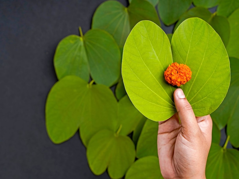 हिंदू धर्मात नवरात्र हा उत्सव थाटामाटात साजरा केला जातो. नऊ दिवसांच्या नवरात्रानंतर येणारा दसरा म्हणजे विजय आणि शुभचं प्रतिक मानलं जातं. दसऱ्याच्या (dasara 2025) दिवशी अनेक ठिकाणी विशेष पूजा आणि विधी पार पडतात. या दिवशी लोक एकमेकांना हिरवी आपट्याची पानं देतात. ही पानं देण्याला लोक एकमेकांना सोनं देणं असं म्हणतात आणि एकमेकांची गळाभेट देखील घेतात. 