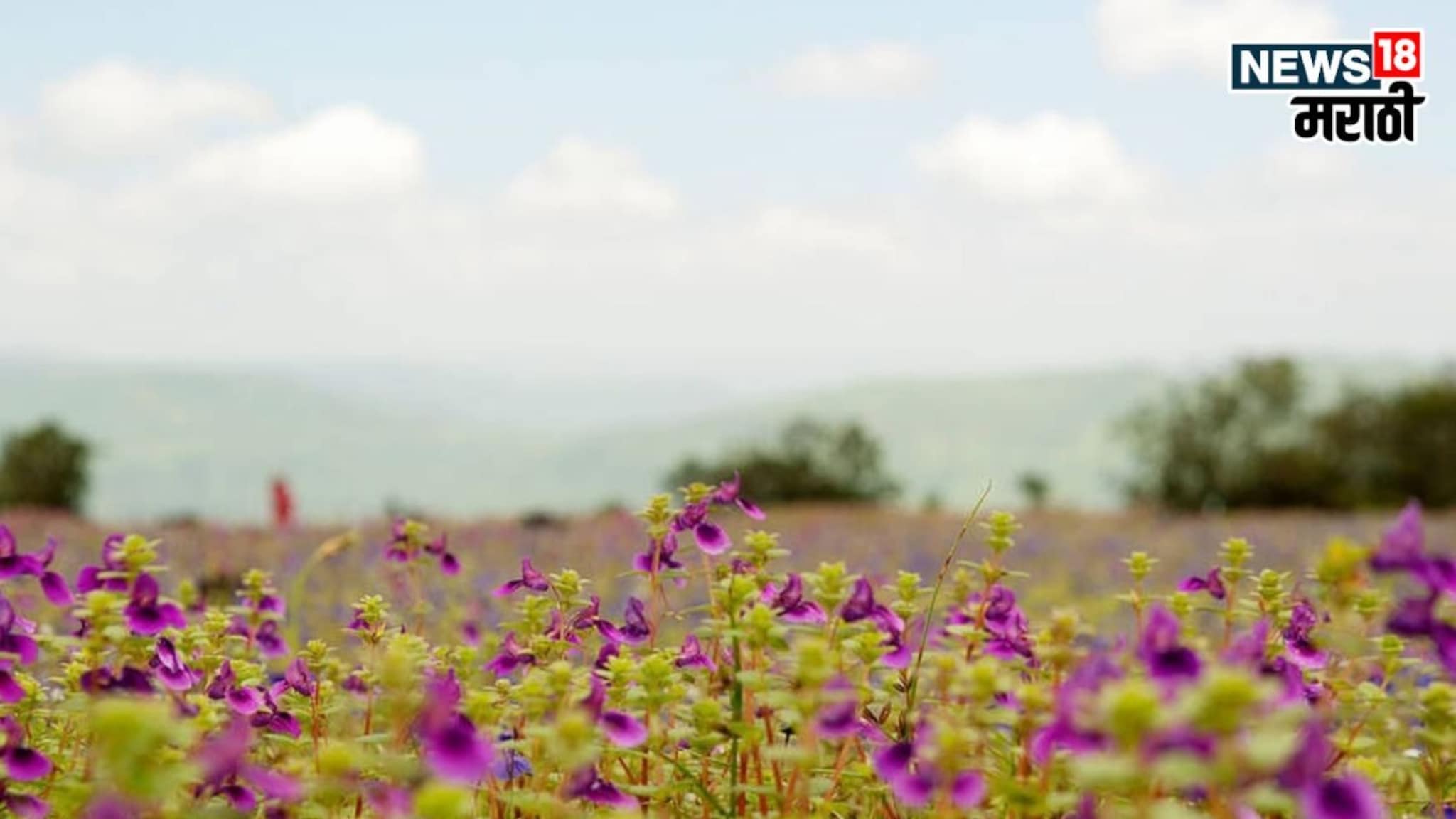 Maharashtra : पठारांवर अवतरला स्वर्ग! फक्त कासच नाही, महाराष्ट्रात 'या' ठिकाणीही एक्सप्लोर करू शकता 'फ्लॉवर व्हॅली'