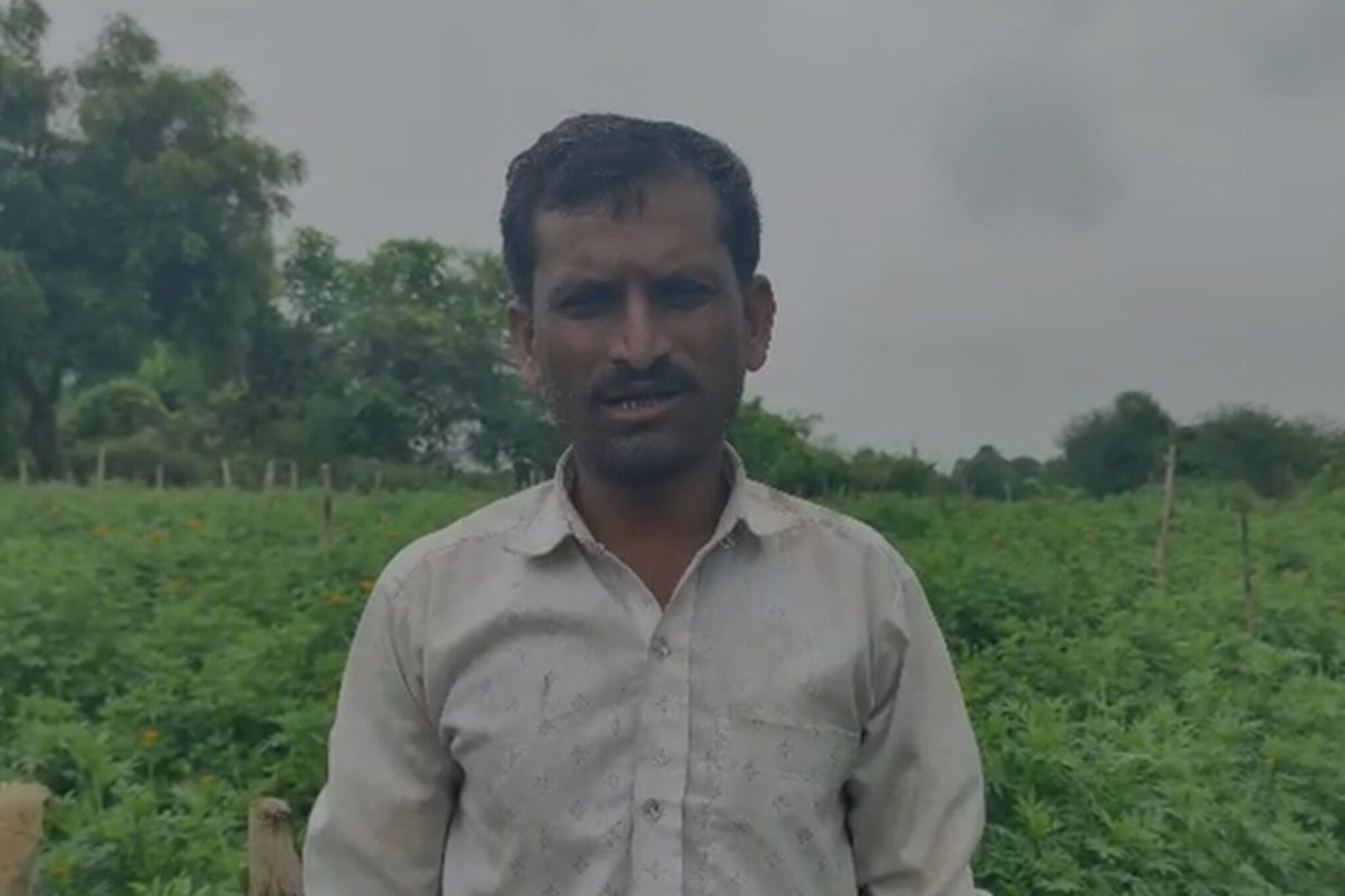 हिंगोलीत शेतकऱ्याचा देसी जुगाड! झेंडू फुलं वाचवण्यासाठी लढवली भन्नाट शक्कल