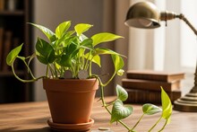पैसा आकर्षित करणारं झाड! घरात या बाजूला ठेवल्यास जबरदस्त परिणाम दाखवतं
