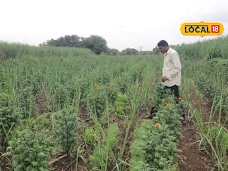 शेतकऱ्याची भारीच शेती, उसात घेतलं आंतरपीक, कमाई लाखात!