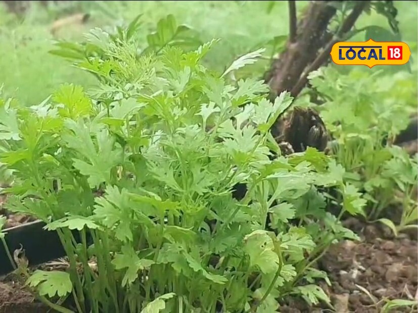 तर अर्ध्या एकरात झेंडूची 2 हजार रोपांची लागवड तात्यानी केली आहे. आता झेंडू लागवडीला सुरुवात झाली असून दसरा आणि दिवाळी सणात झेंडूची तोडणी सुरू होईल.