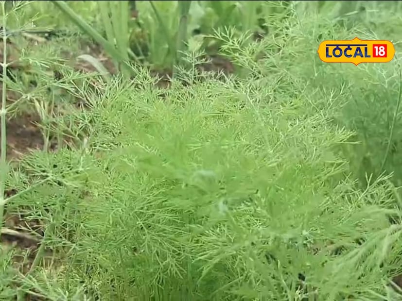 पाच एकरात उसाची लागवड केली असून अर्धा एकरात पाच आंतरपीक घेतले आहे. शेपू, पालक, चुका, कोथिंबीर लागवडीसाठी तात्या यांना 6 ते 7 हजार रुपयांपर्यंत खर्च आला होता. 
