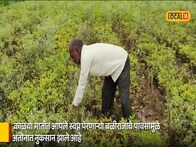 काळ्या मातीतलं स्वप्न मुसळधार पावसाने उद्ध्वस्त; भुईमुग शेतकरी उघड्यावर