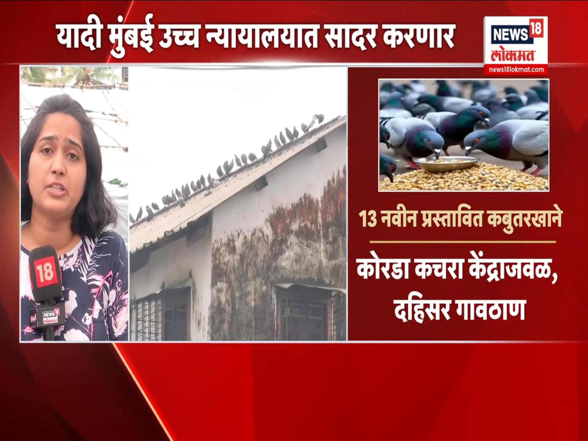 मुंबईत कबुतरखाने पुन्हा सुरू होणार? पाहा व्हिडओ