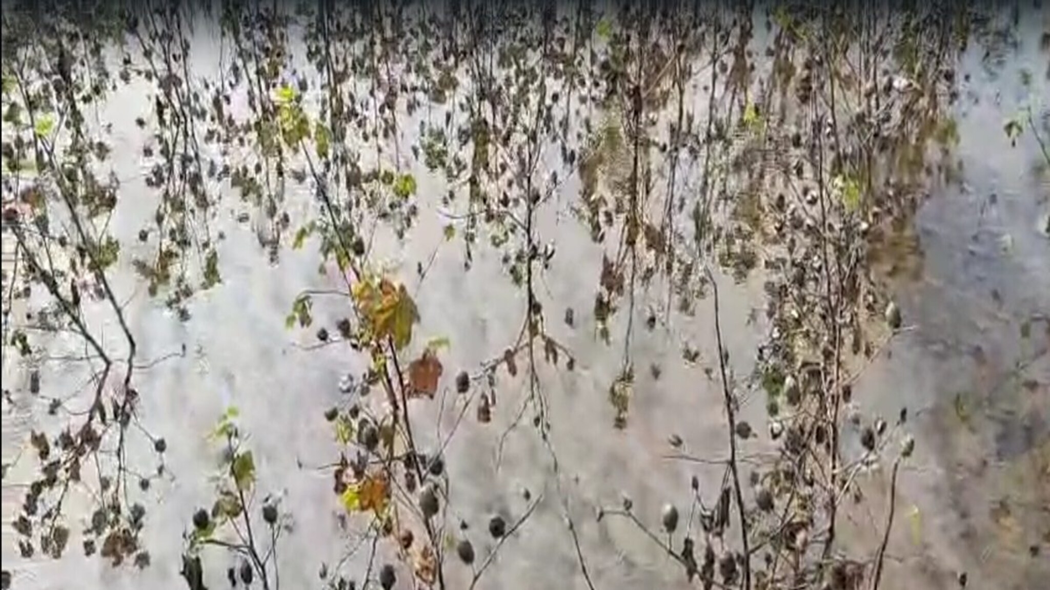 पांढऱ्या सोन्याची माती, सोयाबीनही सडलं, बीडमधील भीषण परिस्थिती दाखवणारा VIDEO