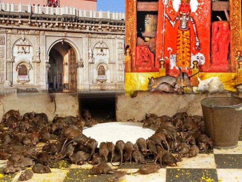 हे अद्भुत मंदिर राजस्थान राज्यात आहे. बीकानेर जिल्ह्यातील देशनोक गावात हे प्रसिद्ध मंदिर आहे, ज्याला करणी माता मंदिर असं नाव आहे. बीकानेर शहरापासून सुमारे 30 किमी अंतरावर हे मंदिर आहे. या मंदिराची खासियत म्हणजे इथे साधारण 25,000 उंदीर राहतात आणि त्यांना स्थानिक लोक 