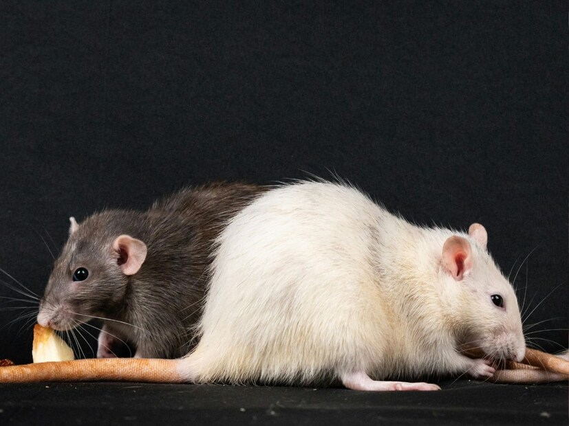 या मंदिरात उंदरांना विशेष महत्त्व दिलं जातं. भक्तगण या उंदरांना प्रसाद म्हणून धान्य, मिठाई आणि दूध देतात. विशेष म्हणजे, इथे उंदरांसोबत जेवणं किंवा त्यांच्या स्पर्शाने प्रसाद खाल्ला तर तो शुभ मानला जातो. इतकंच नाही तर मंदिरात एखादा पांढरा उंदीर दिसला तर ती करणी मातांची कृपा असल्याचं मानलं जातं.