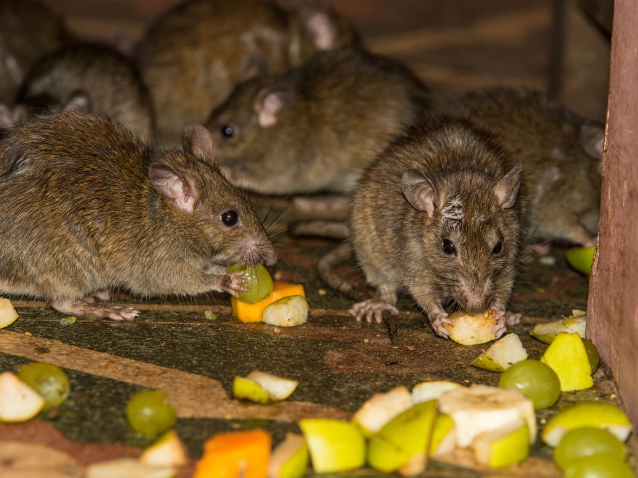 General Knowledge : भारतात उंदराचं मंदिर कोणत्या राज्यात आहे? फक्त 1 टक्के लोकांना माहित असेल उत्तर