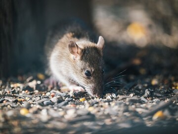 भारतात उंदराचं मंदिर कोणत्या राज्यात आहे? फक्त 1 टक्के लोकांना माहित असेल उत्तर भारतात उंदराचं मंदिर कोणत्या राज्यात आहे? फक्त 1 टक्के लोकांना माहित असेल उत्तर