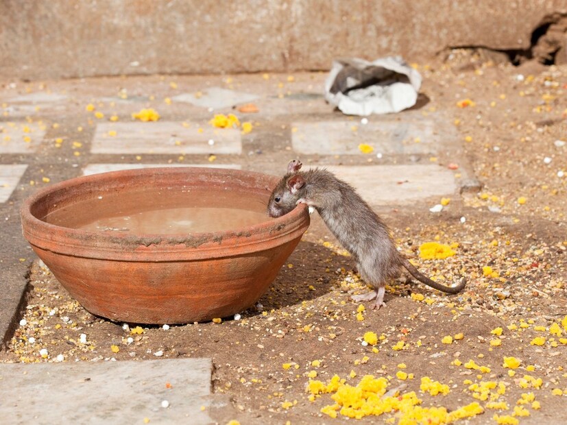 आता तुम्हाला हे ऐकून आश्चर्य वाटेल की उंदराचं मंदिर पण आहे का? आणि जर असेल तर ते कशासाठी? म्हणजे उंदीर हे गणेशाचं वहान आहे. पण त्यासाठी त्याचं मंदिर कशासाठी? चला थोडं सविस्तर जाणून घेऊ.