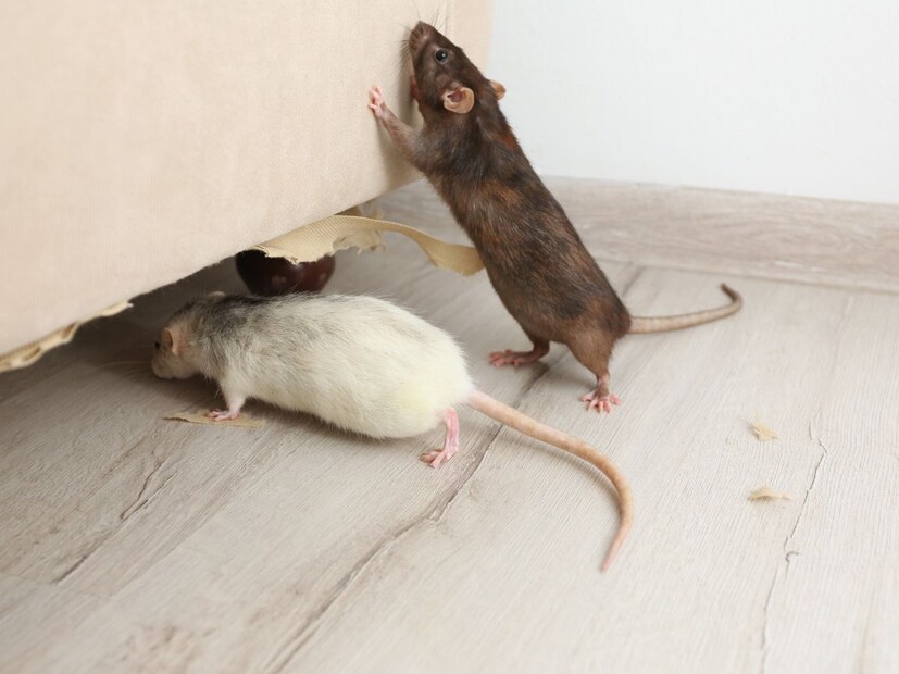 हा प्रश्न MPSC किंवा इतर सरकारी परीक्षांच्या दृष्टीने महत्त्वाचा आहे, तसेच सामान्य माहिती म्हणूनही प्रत्येकाने माहिती ठेवावी असा आहे. मग सांगा याचं उत्तर