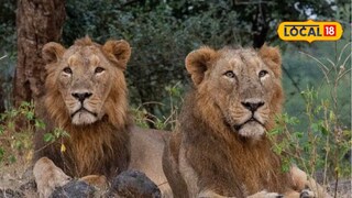 Chhatrapati Sambhajinagar: सिद्धार्थ उद्यानात घुमणार सिंहगर्जना! 3 वाघ जाणार अन् जंगलाच्या राजा येणार, पाहा कधी?