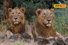सिद्धार्थ उद्यानात घुमणार सिंहगर्जना! 3 वाघ जाणार अन् जंगलाचा राजा येणार