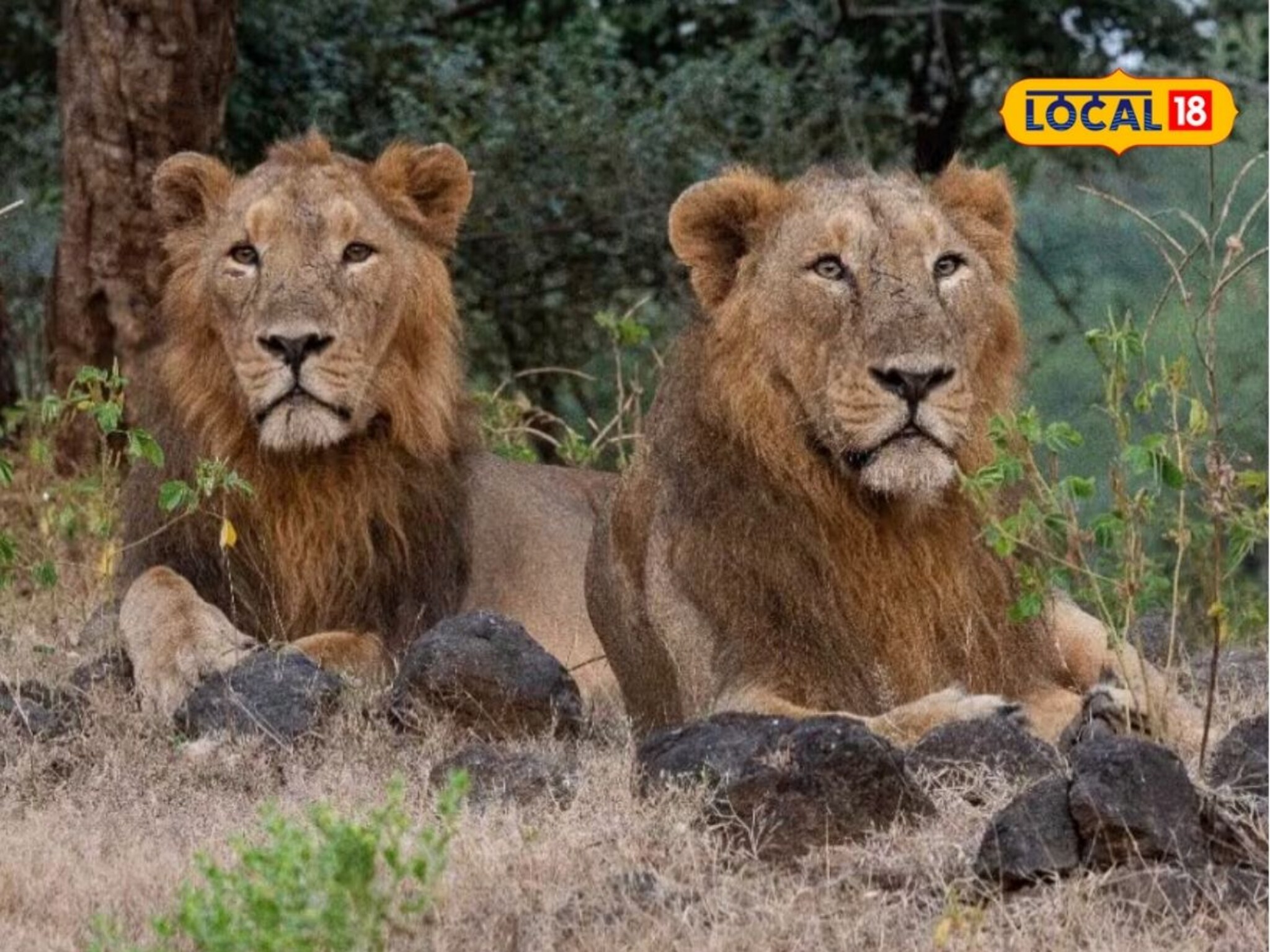 Siddharth Udyan: सिद्धार्थ उद्यानात घुमणार सिंहगर्जना! 3 वाघ जाणार अन् जंगलाचा राजा येणार