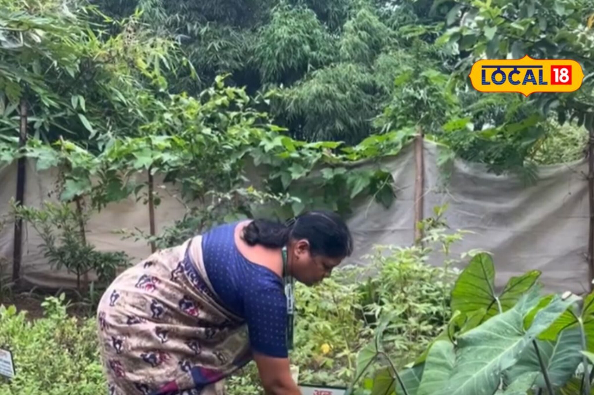 Nutrition Gardens: तब्बल 200 पोषण बागांची निर्मिती, 28 प्रकारच्या भाज्या, जालन्यातील नाविन्यपूर्ण उपक्रम आहे तरी काय?