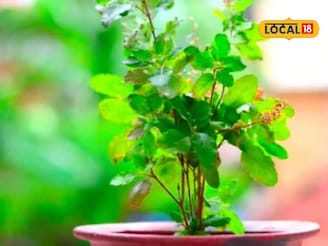 Pitru Paksha 2025: पितृपक्षात तुळशीची पूजा करावी की नको? शास्त्र काय सांगतं?
