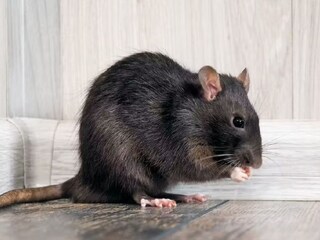 rat  rat